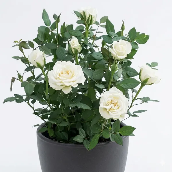 White_Rose_Plant_In_Pot