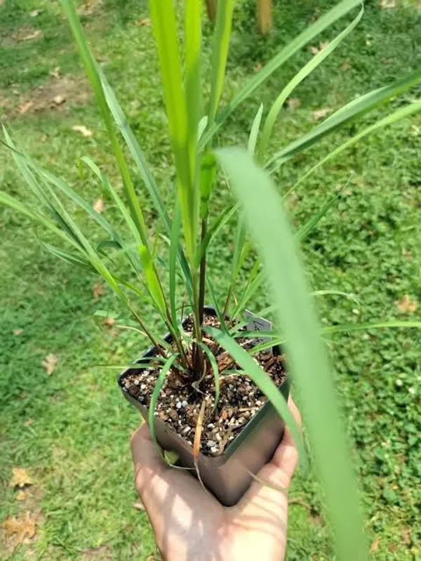 Lemongrass_Plant_Cymbopogon_Herb_Plant_In_Pot