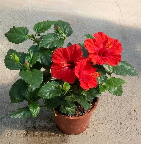 Red_Hibiscus_Flowering_Plant_Indoor_Or_Outdoor_Ornamental_Plant