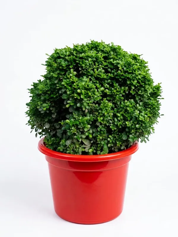 Table_Kamini_Plant_In_Pot_Indoor_Plant_For_Home_Or_Office_Decor
