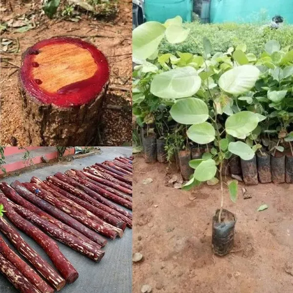 Red_Sandalwood_Plant_Saplings_Pterocarpus_Santalinus_Rakta_Chandan