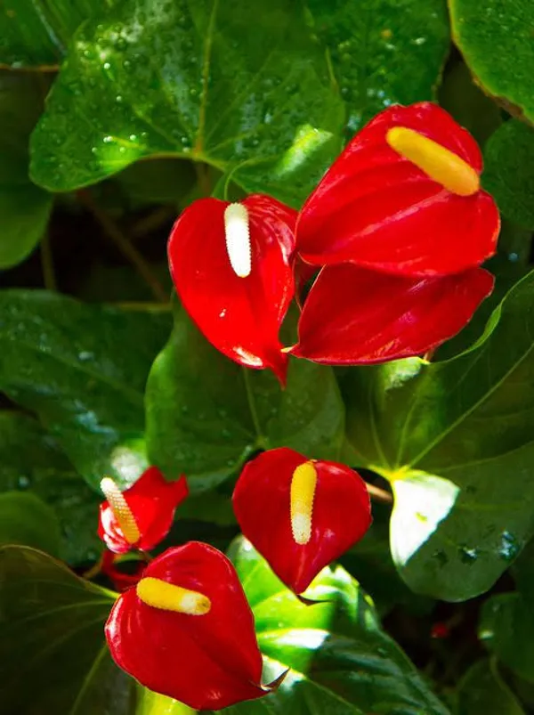 Red_Peach_Lily_Plant_In_Pot_Indoor_Plant_For_Home_Decor