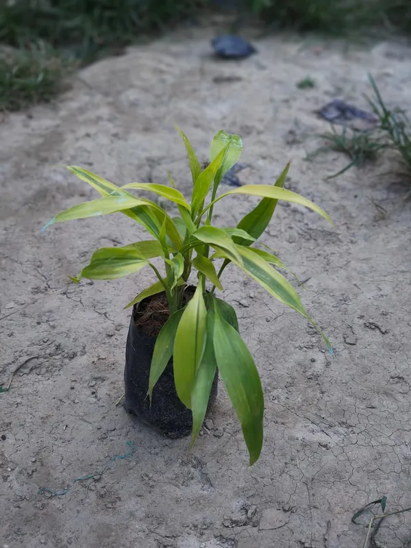 Lucky_Bamboo_Plant_In_Nursery_Pot_Indoor_Green_Plant