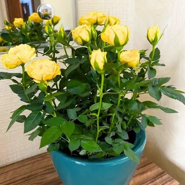 Yellow_Rose_Plant_In_Pot_Flowering_Plant_For_Home_And_Garden