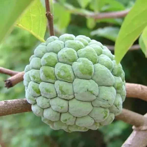 Custard_Apple_Or_Fresh_Sugar_Apple_Sitaphal_Premium_Quality_Tropical_Fruit_Plant