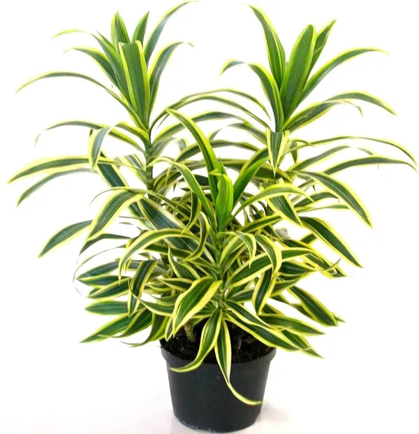 Dracaena_Reflexa_Song_Of_India_Variegated_Indoor_Plant_With_Pot