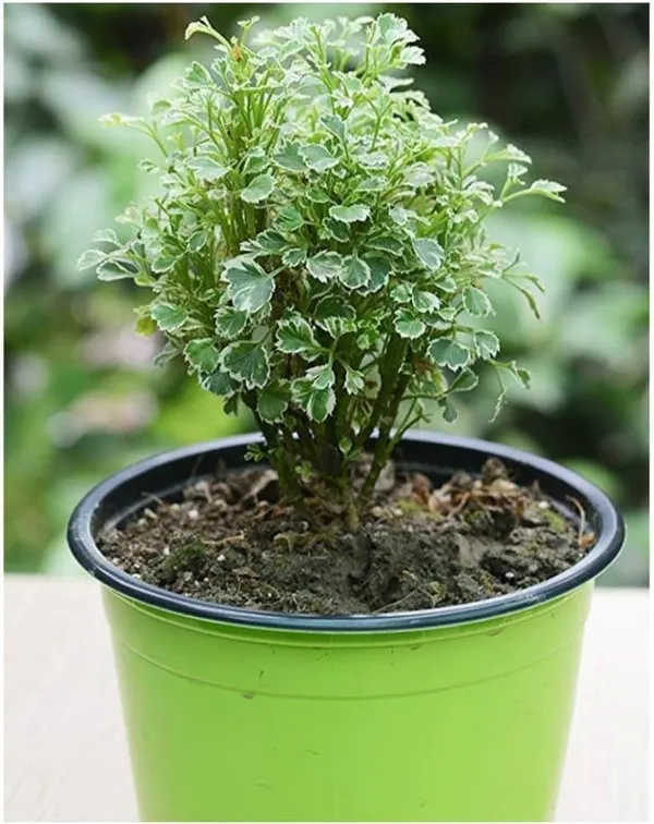 White_Aralia_Plant_Green_And_White_Foliage_Indoor_Plant_For_Home_Decor