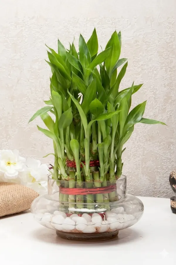 3_Layer_Lucky_Bamboo_Plant_In_Pot_With_Decorative_Base_Indoor_Plant_For_Home_Decor