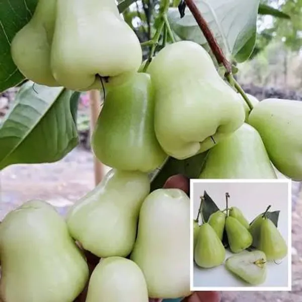 White_Missile_Water_Apple_Plant_Fruit_Vine_For_Home_Garden
