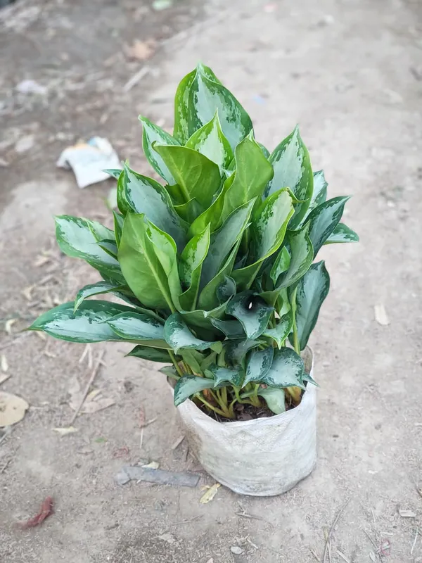 Aglaonema_Silver_Queen_In_Pot_Variegated_Indoor_Plant_With_Green_And_White_Foliage