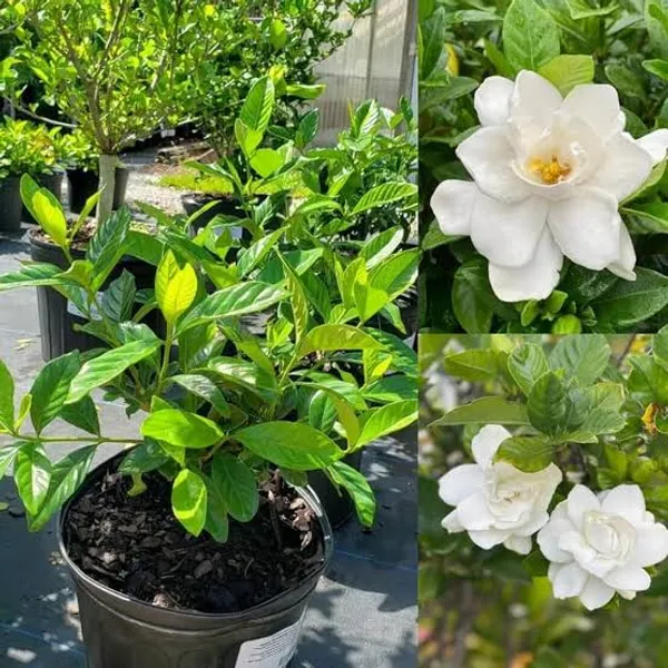 Gandharaj_Flower_Plant_In_Pot