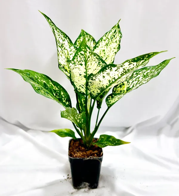 Aglaonema_Snow_White_In_Pot_Variegated_Indoor_Plant_With_Green_And_White_Foliage