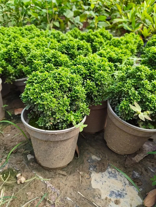 Table_Kamini_Plant_In_Pot_Indoor_Plant_For_Home_Or_Office_Decor