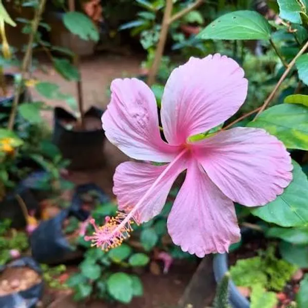 Pink_Hibiscus_Flowering_Plant_In_Pot