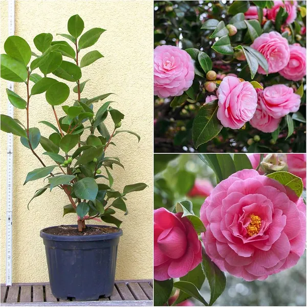 Premium_Camellia_Plant_In_Pot_Ornamental_Flowering_Plant