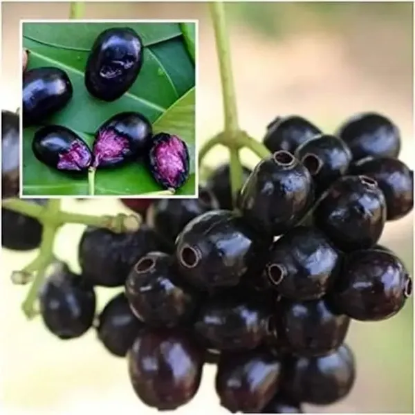 Black_Jamun_Java_Plum_Plant_Sapling_Fruit_Vine_For_Home_Garden