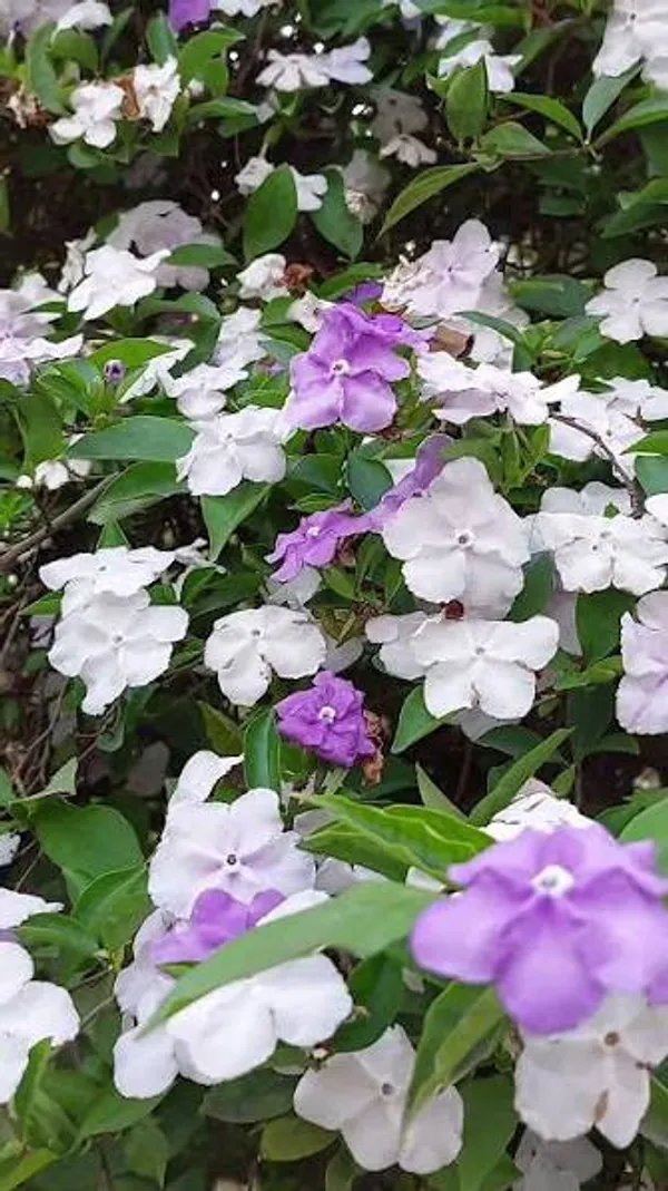 Brunfelsia_Flowering_Plant_Aaj_Kal_Porshu_Yesterday_Today_Tomorrow_Shrub_For_Home_Garden