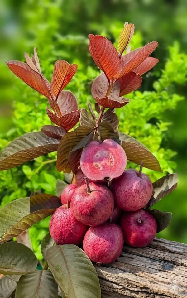 Pink_Guava_Fresh_Fruit_Plant_Fruit_Vine_For_Home_Garden