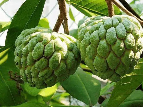 Custard_Apple_Or_Fresh_Sugar_Apple_Sitaphal_Premium_Quality_Tropical_Fruit_Plant