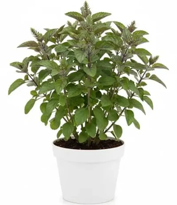 Tulsi_Plant_Holy_Basil_In_Decorative_Pot_Air_Purifying_Plant
