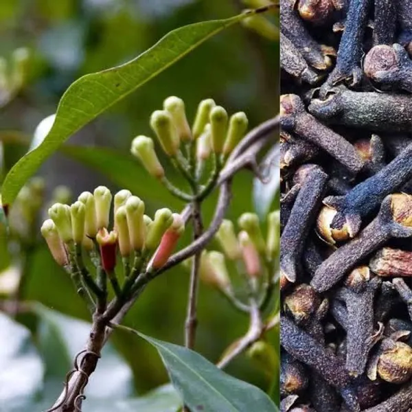 Clove_Plant_Clove_Sapling_With_Roots_For_Home_Garden