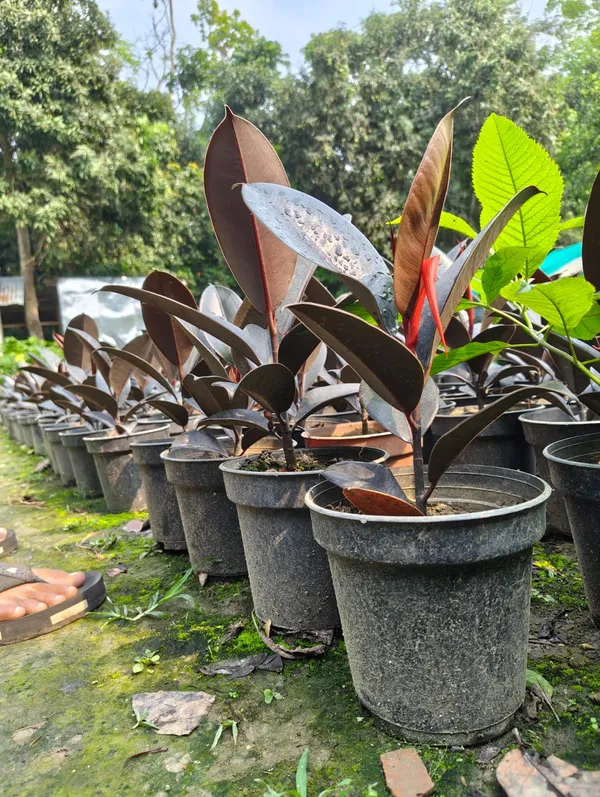 Premium_Burgundy_Rubber_Ficus_Elastica_In_Pot_|_Indoor_Plant