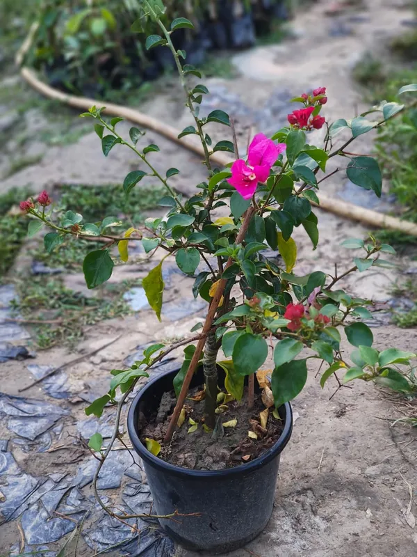 Bougainvillea_Plant_Flowering_Ornamental_Plant_For_Home_And_Garden