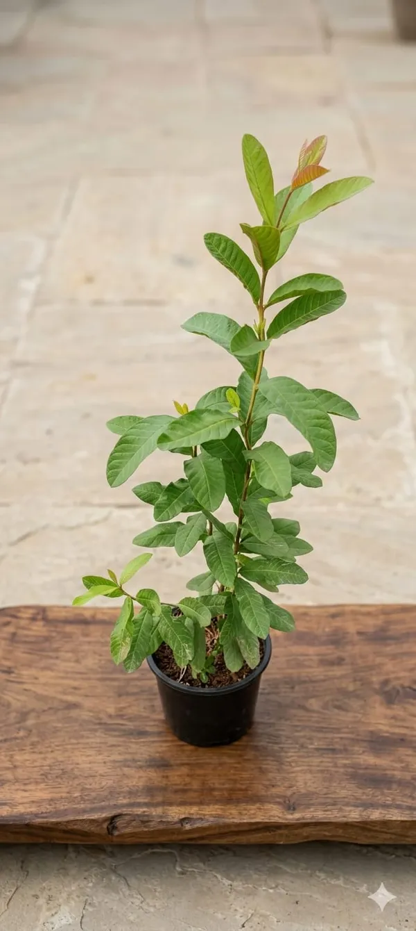 White_Diamond_Guava_Plant_Sapling_Fruit_Vine_For_Home_Garden