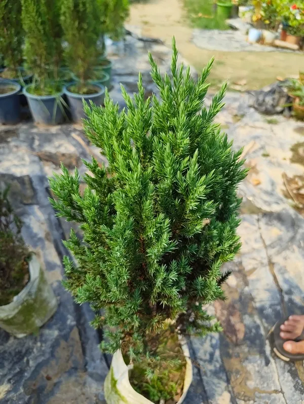 Potted_Cypress_Tree_Premium_Thuja_Ornamental_Plant_For_Home_And_Garden_Decor