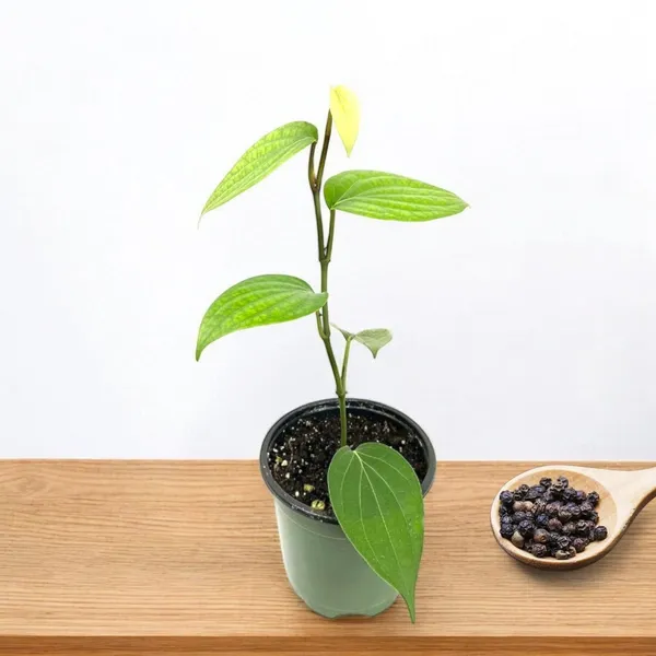 Black_Pepper_Plant_Piper_Nigrum_Live_Spice_Plant_For_Home_Garden