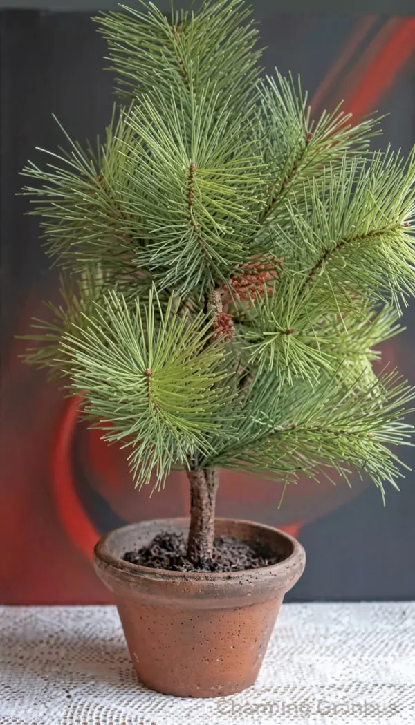 Chir_Pine_Plant_In_Pot_For_Home_And_Garden