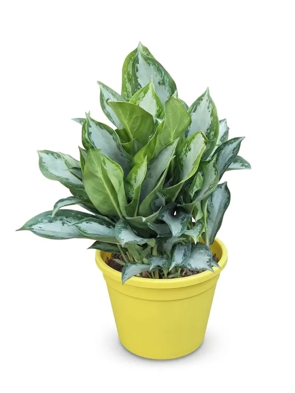 Aglaonema_Silver_Queen_In_Pot_Variegated_Indoor_Plant_With_Green_And_White_Foliage