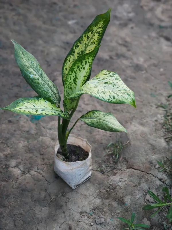 Aglaonema_Snow_White_In_Pot_Variegated_Indoor_Plant_With_Green_And_White_Foliage