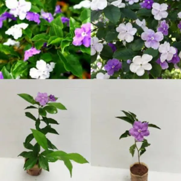 Brunfelsia_Flowering_Plant_Aaj_Kal_Porshu_Yesterday_Today_Tomorrow_Shrub_For_Home_Garden
