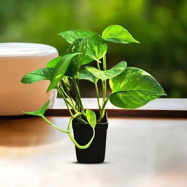 Golden_Money_Plant_In_Pot_Air_Purifying_Plant_For_Good_Luck
