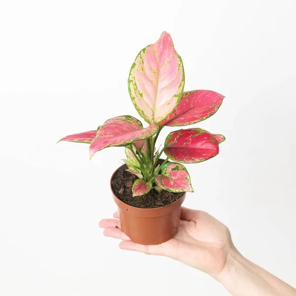 Red_And_Pink_Aglaonema_Plant_With_Pot_Indoor_Plant_For_Home_Decor