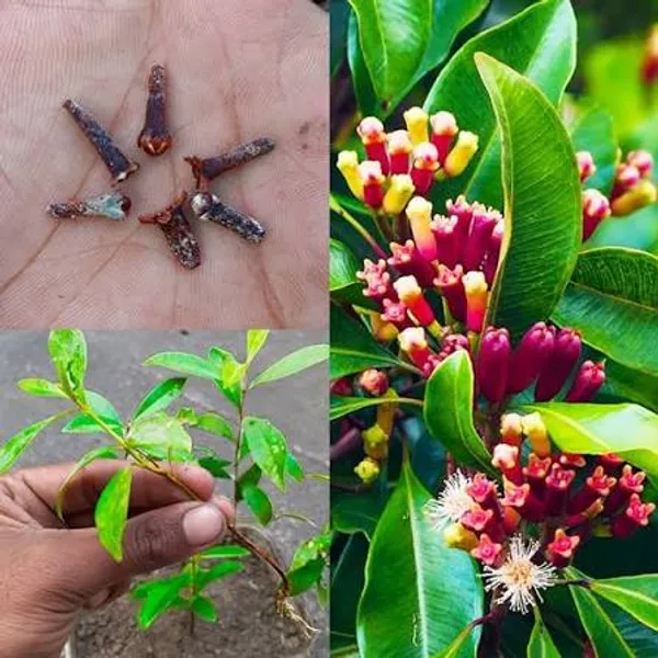 Clove_Plant_Clove_Sapling_With_Roots_For_Home_Garden
