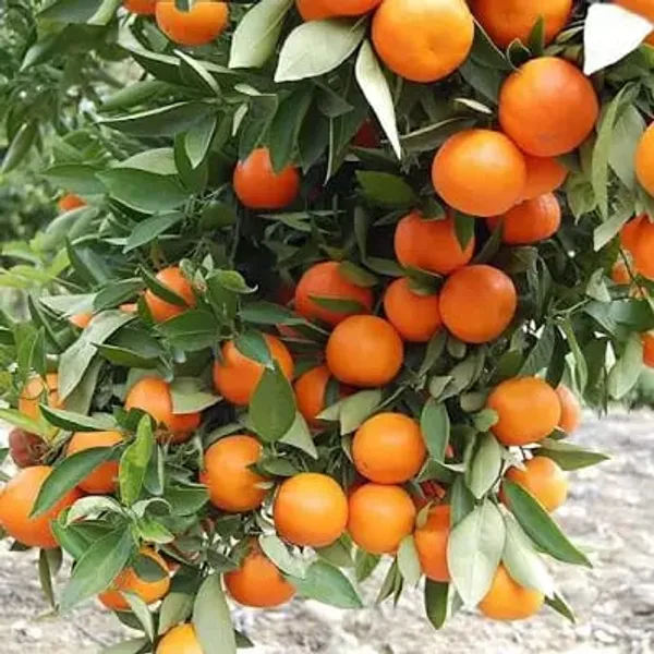Nagpur_Orange_Citrus_Fruit_Plant_Fruit_Vine_For_Home_Garden