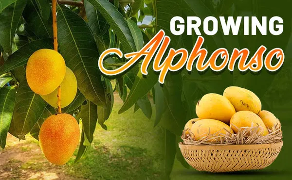 Hybrid_Alphonso_Mango_Plant_Grafted_Fruit_Tree_For_Home_Garden