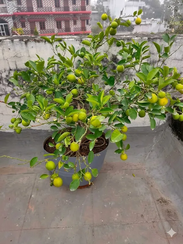All_Season_Kagzi_Lemon_Plant_Citrus_Tree_Fruit_Vine_For_Home_Garden