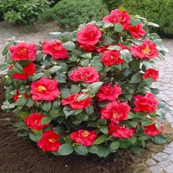 Premium_Camellia_Plant_In_Pot_Ornamental_Flowering_Plant