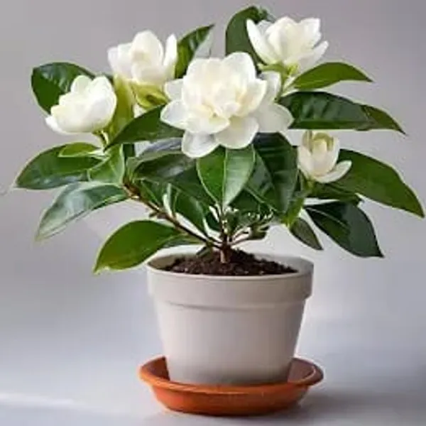 Gandharaj_Flower_Plant_In_Pot
