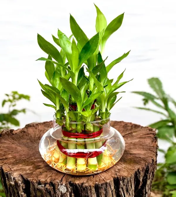 3_Layer_Lucky_Bamboo_Plant_In_Pot_With_Decorative_Base_Indoor_Plant_For_Home_Decor