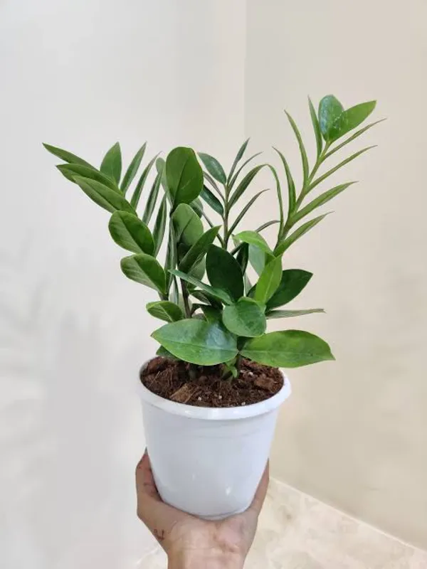 Zz_Plant_Zamioculcas_Zamiifolia_Indoor_Ornamental_Plant_In_Pot