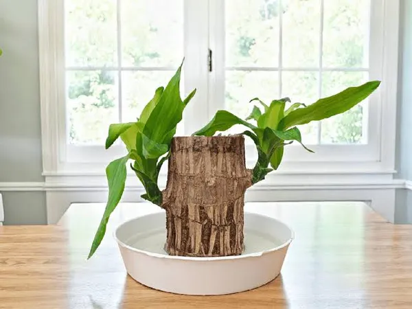 Lucky_Wood_Plants_In_Pots_Indoor_Plant_For_Home_Decor_Pack_Of_2
