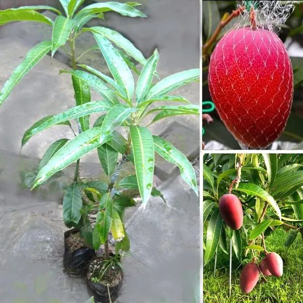 Miyazaki_Mango_Plant_Sapling_Fresh_Fruit_Tree_For_Home_Garden