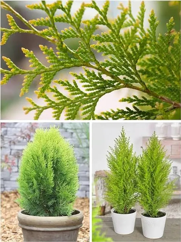 Thuja_Ornamental_Cypress_For_Home_And_Garden_Decor
