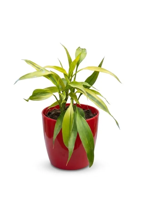 Lucky_Bamboo_Plant_In_Nursery_Pot_Indoor_Green_Plant