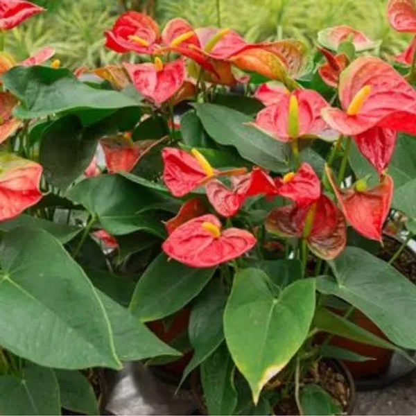 Red_Peach_Lily_Plant_In_Pot_Indoor_Plant_For_Home_Decor