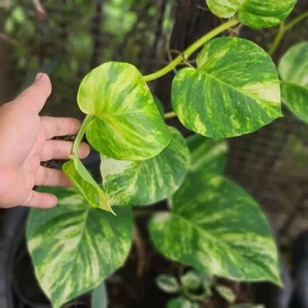 Golden_Money_Plant_In_Pot_Air_Purifying_Plant_For_Good_Luck